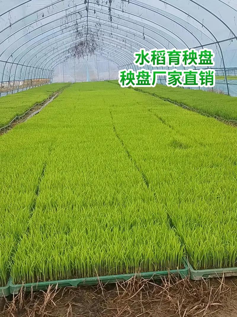 玉林插秧机育苗盘源头厂家走过路过不要错过,育苗盘和育秧盘厂家